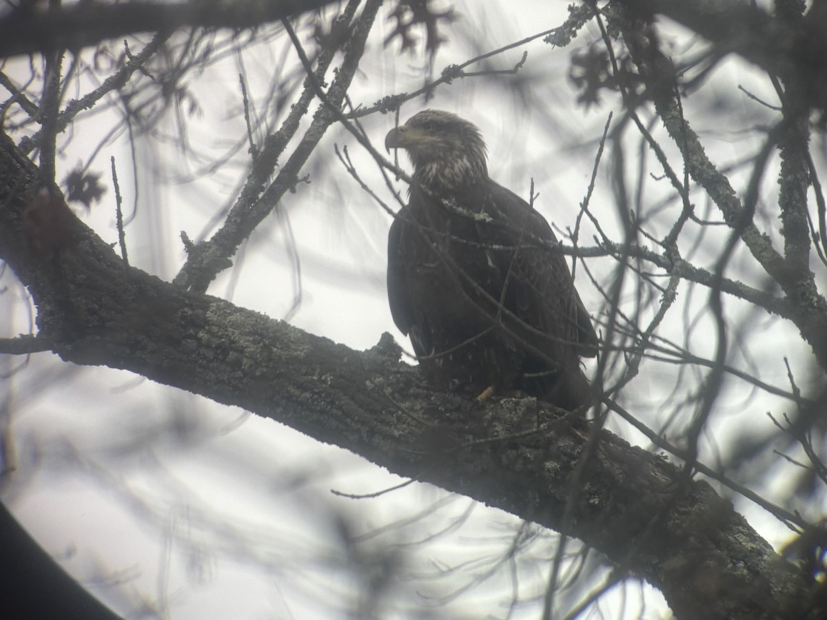 Белоголовый орлан - ML646860892