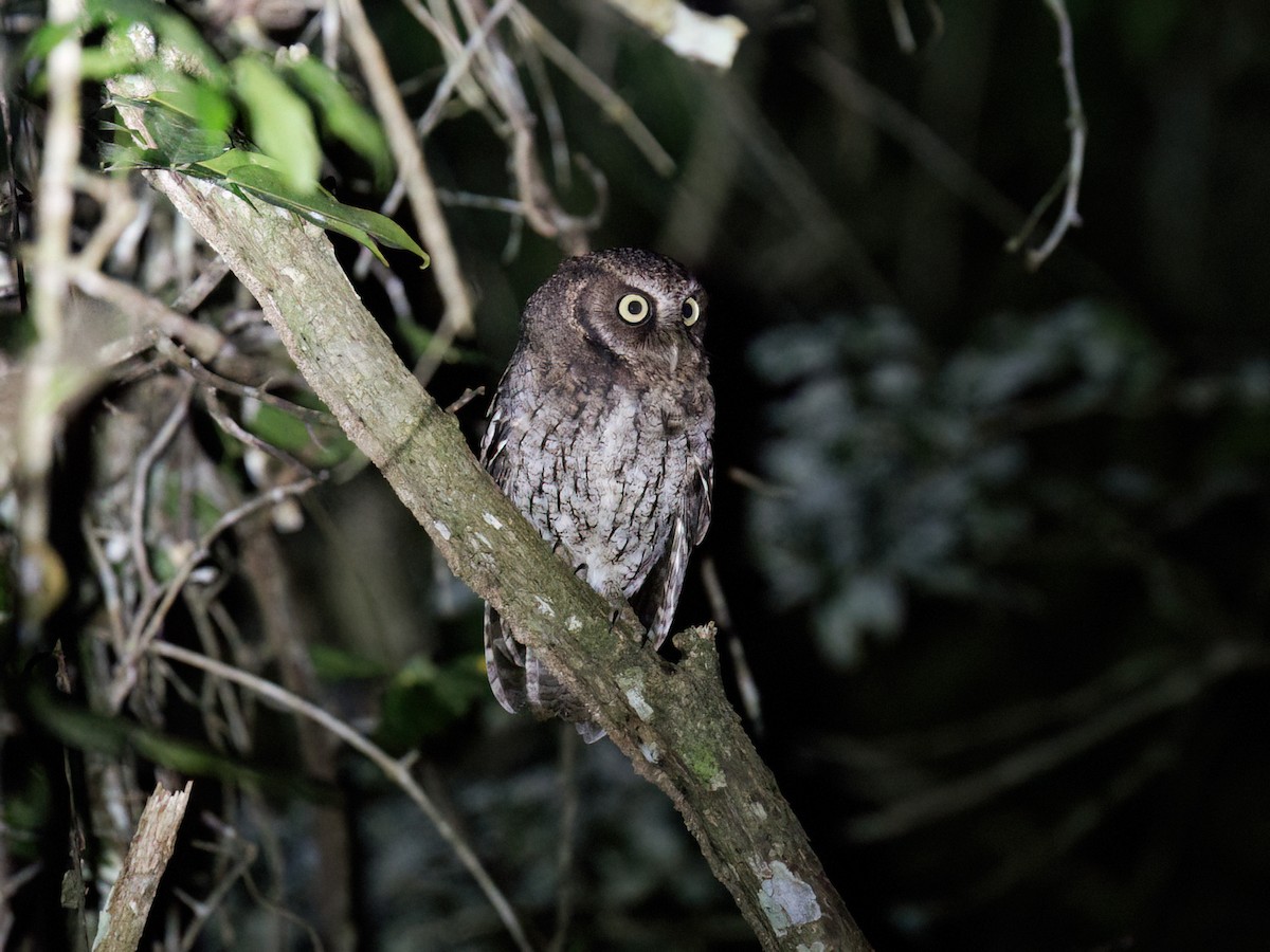 Guatemala Puhucuğu [guatemalae grubu] - ML646860897