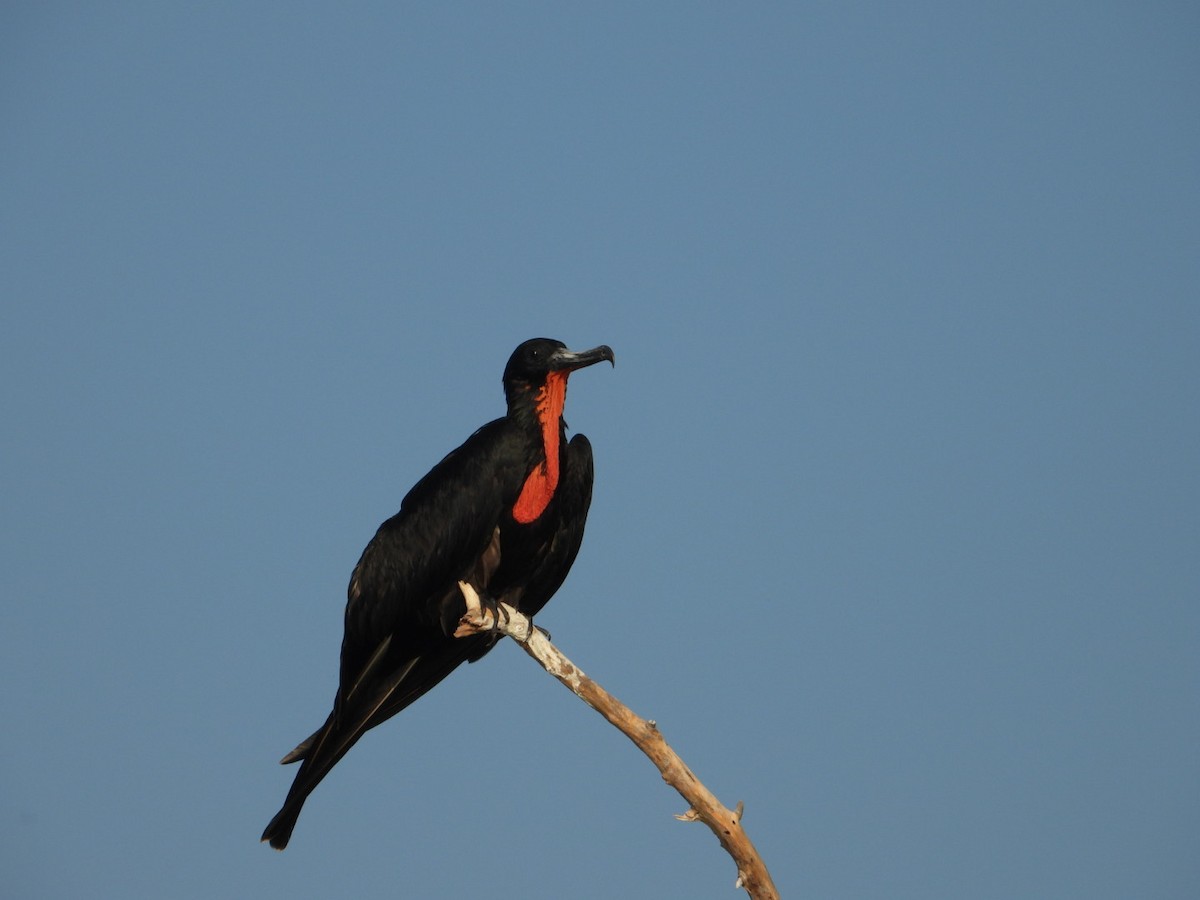 Magnificent Frigatebird - ML646860898