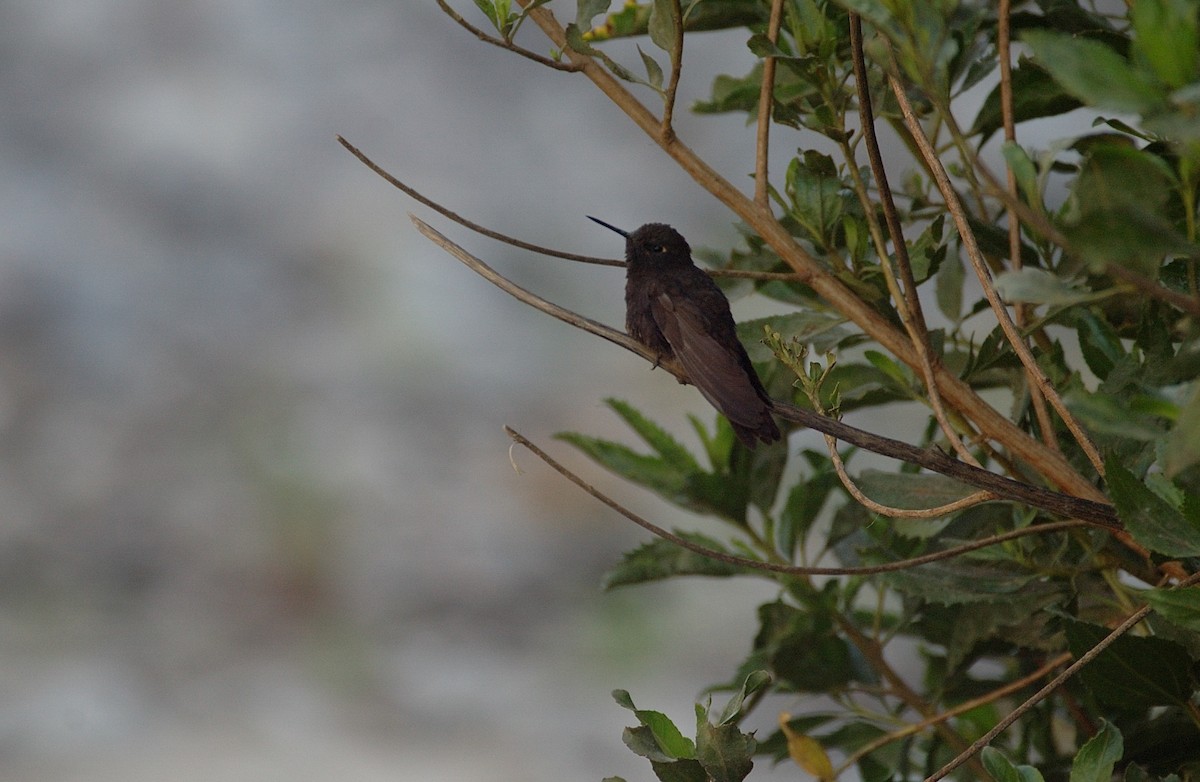 Black Metaltail - ML646860899