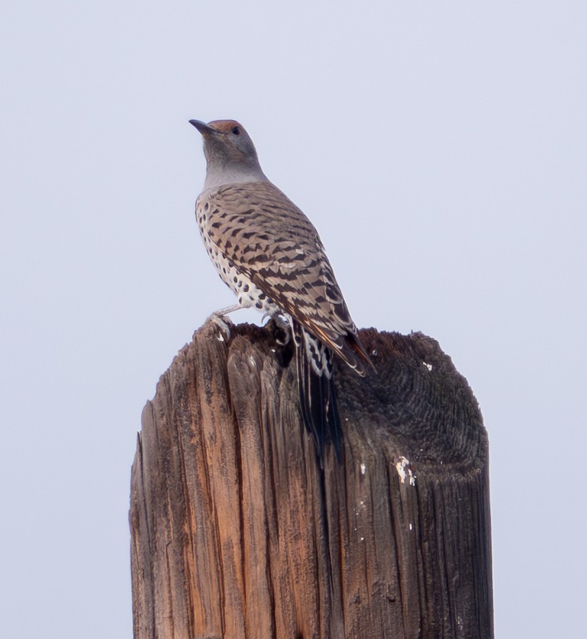 datel zlatý - ML646860900