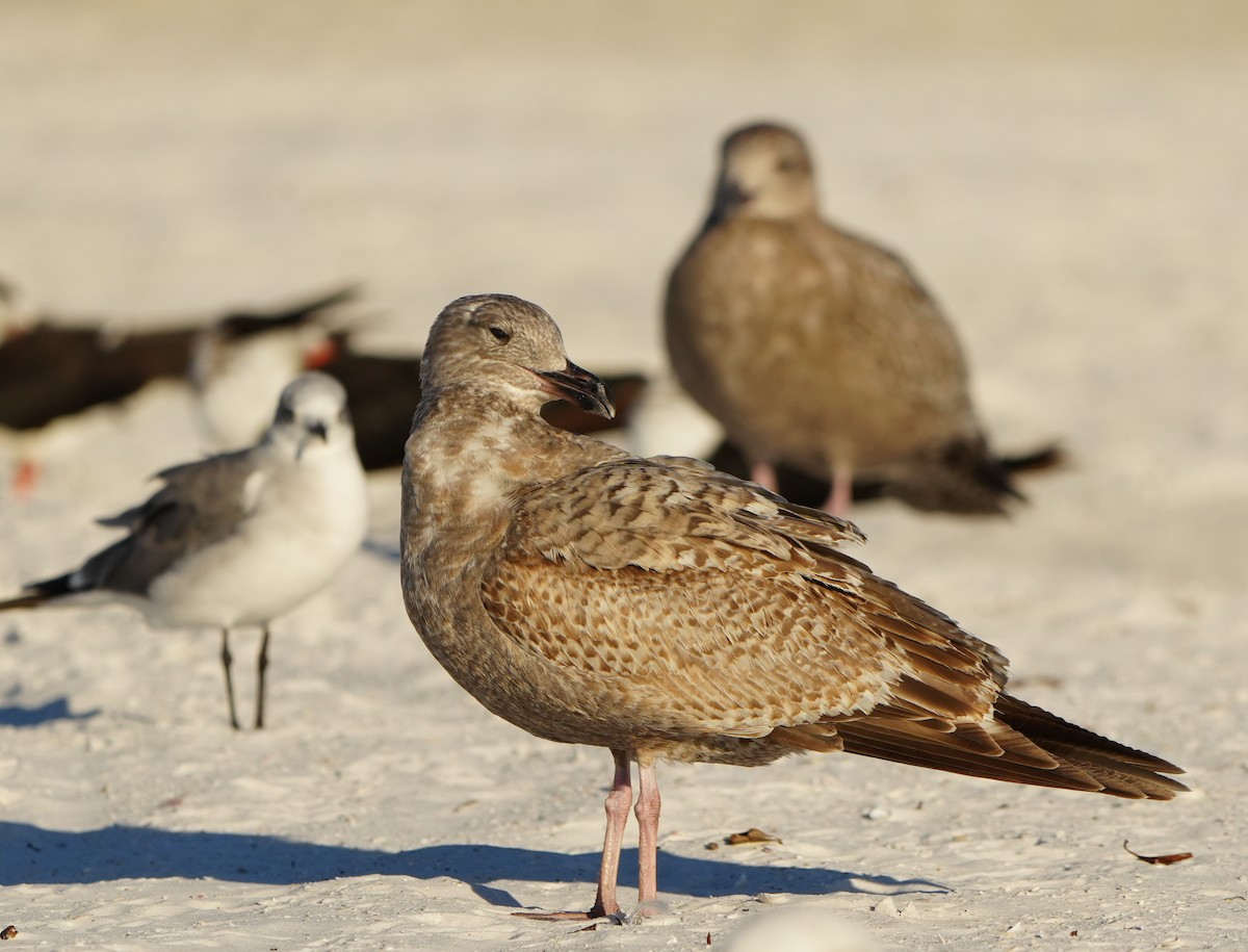 Kaio hauskara amerikarra - ML646860904