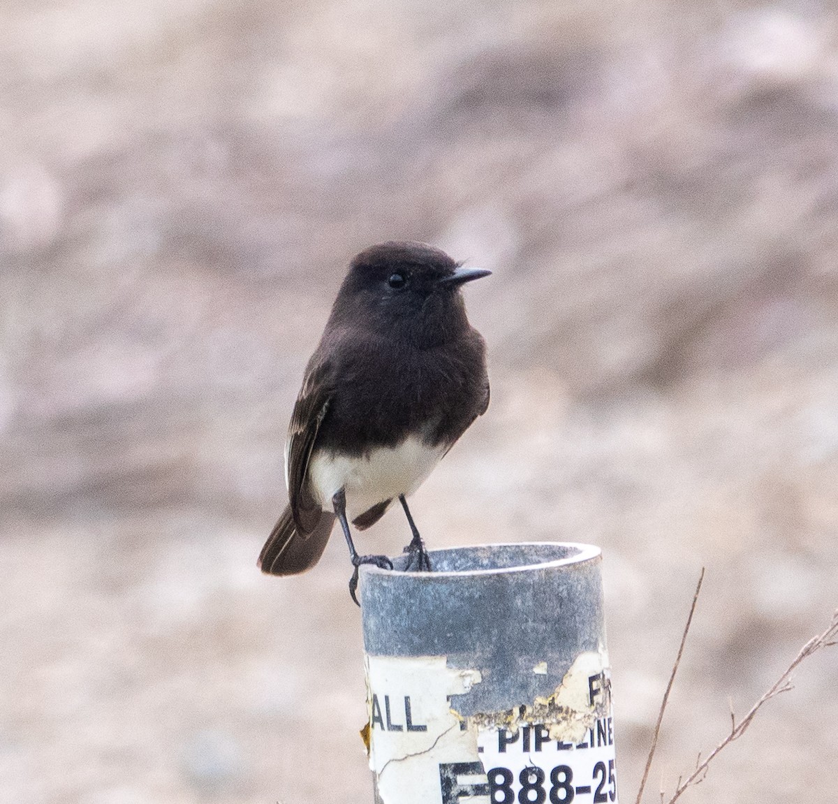 Black Phoebe - ML646860912