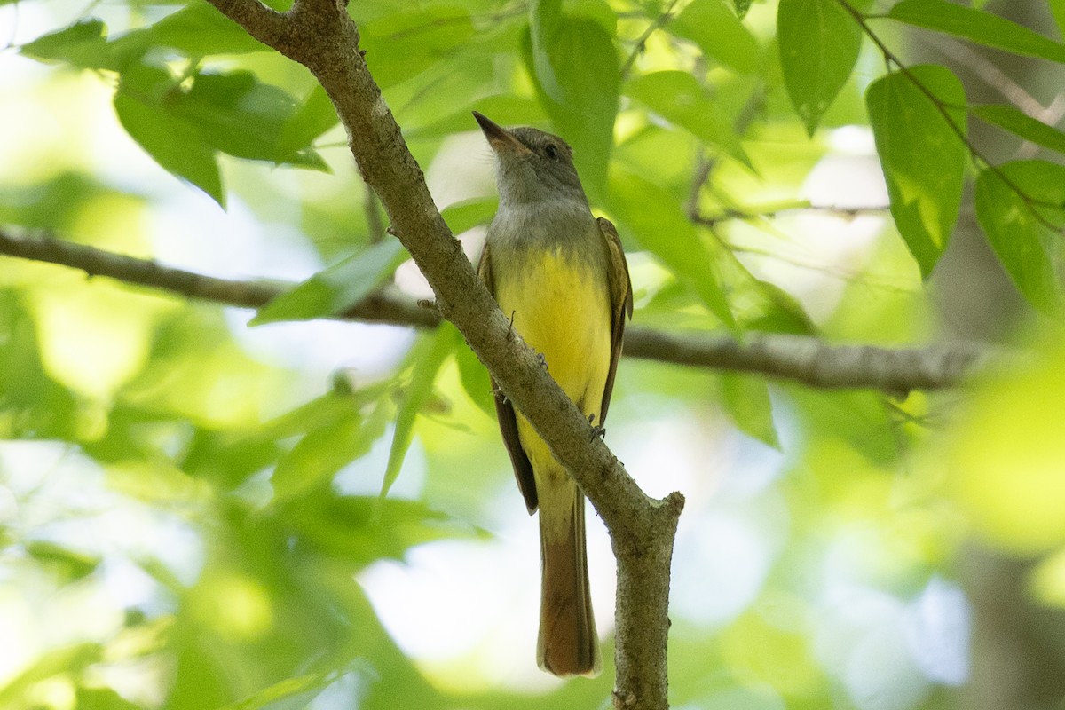 Great Crested Flycatcher - ML646860913