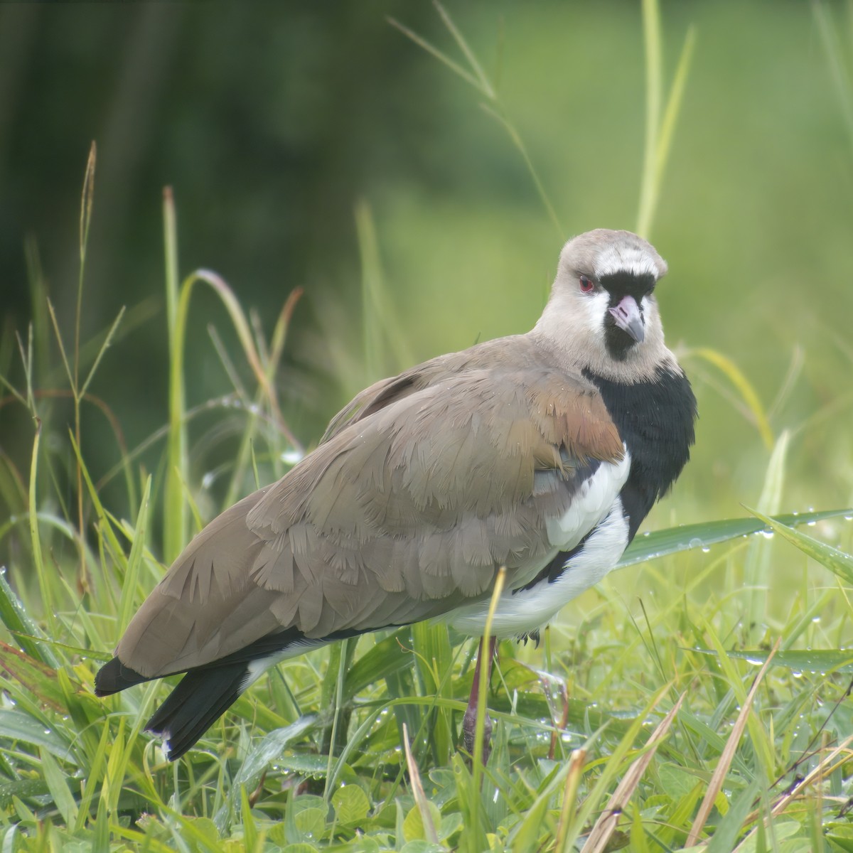 čejka jihoamerická - ML646860915