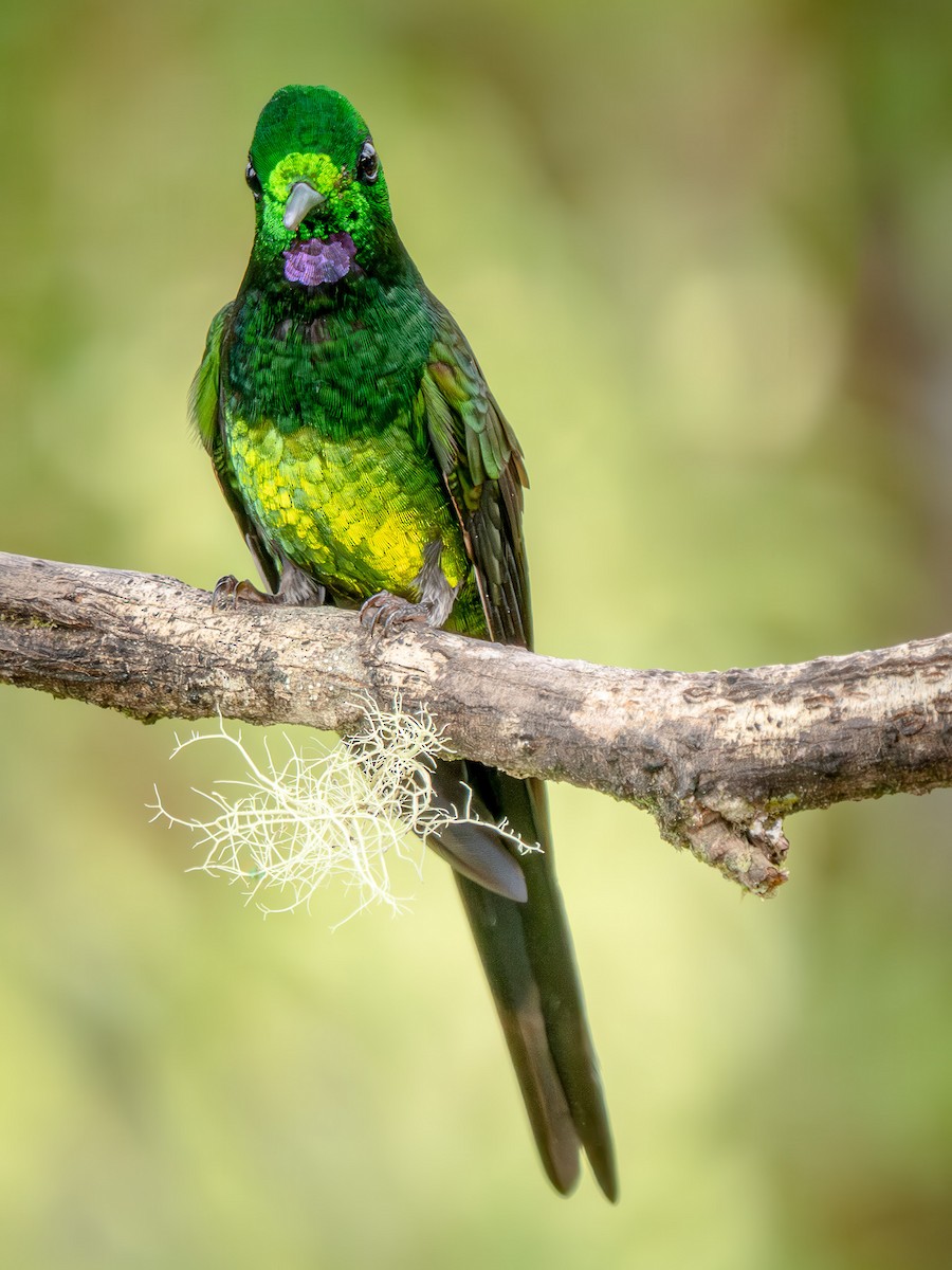 Empress Brilliant - ML646860919