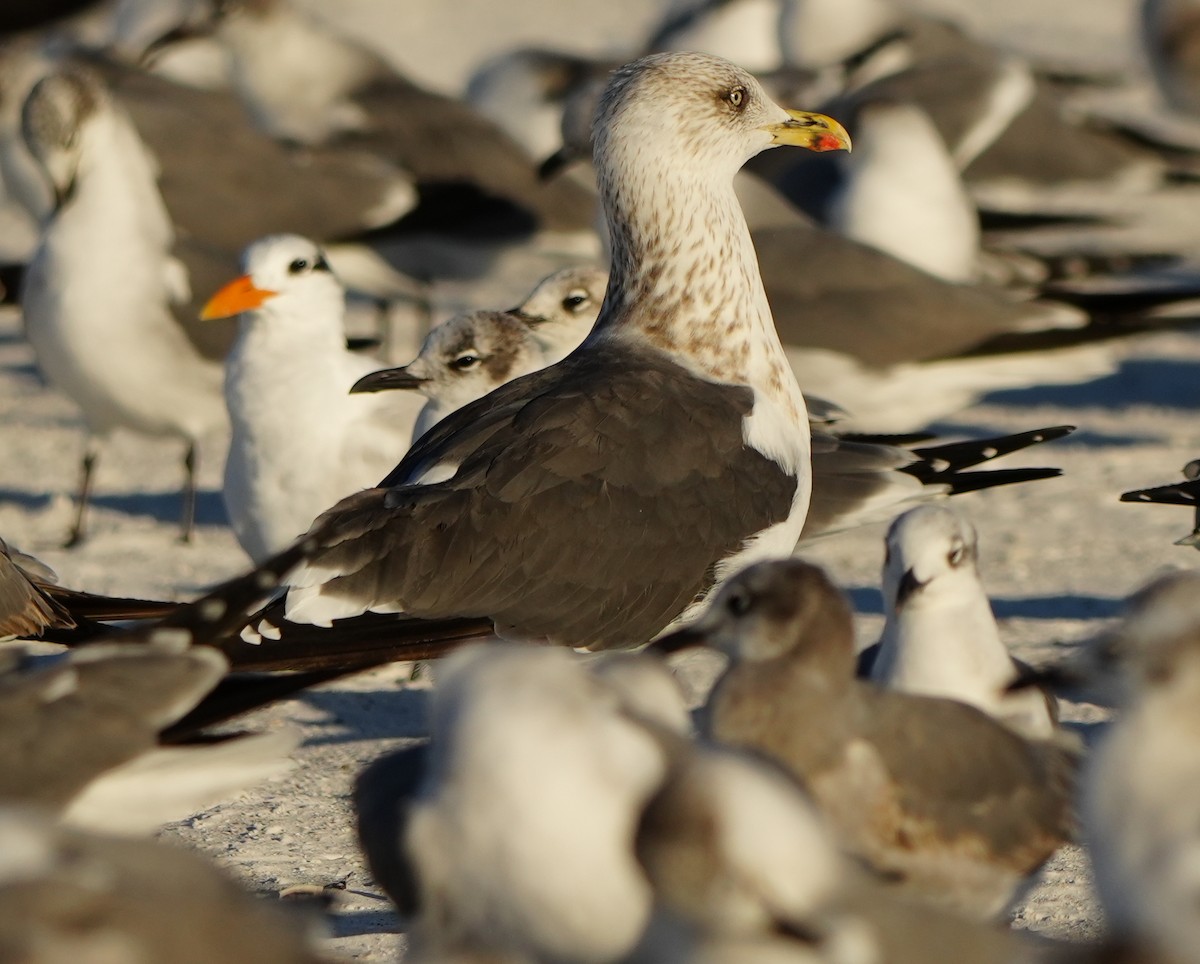 Kaio iluna - ML646860920