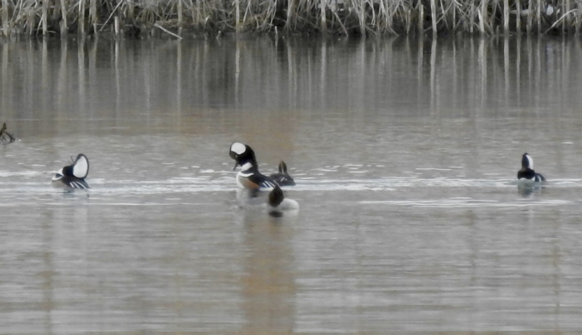 Hooded Merganser - ML646860921