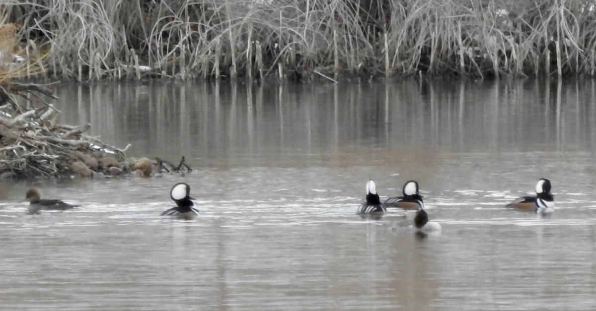 Hooded Merganser - ML646860922