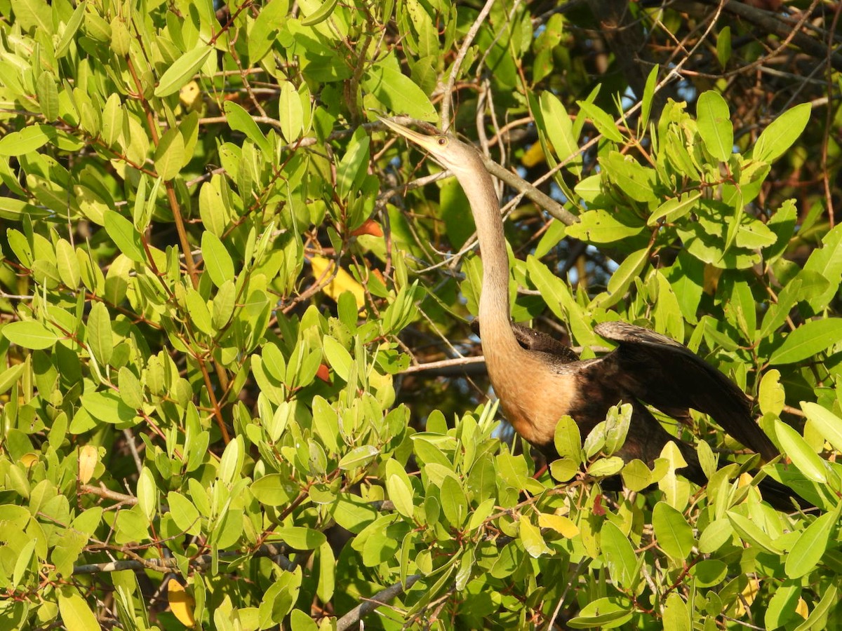Anhinga - ML646860924