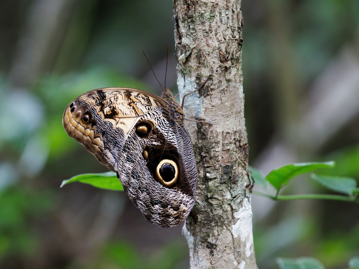 Pale Owl-Butterfly - ML646860925