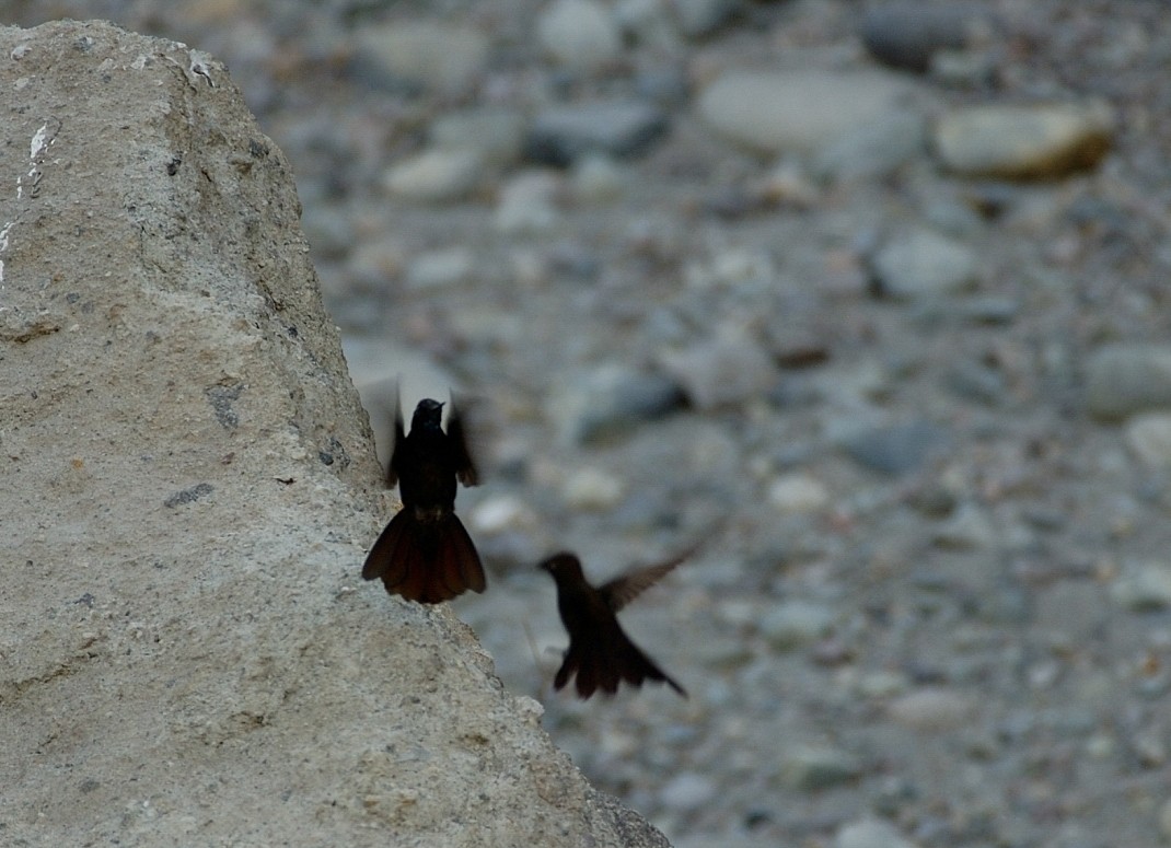 Black Metaltail - ML646860927