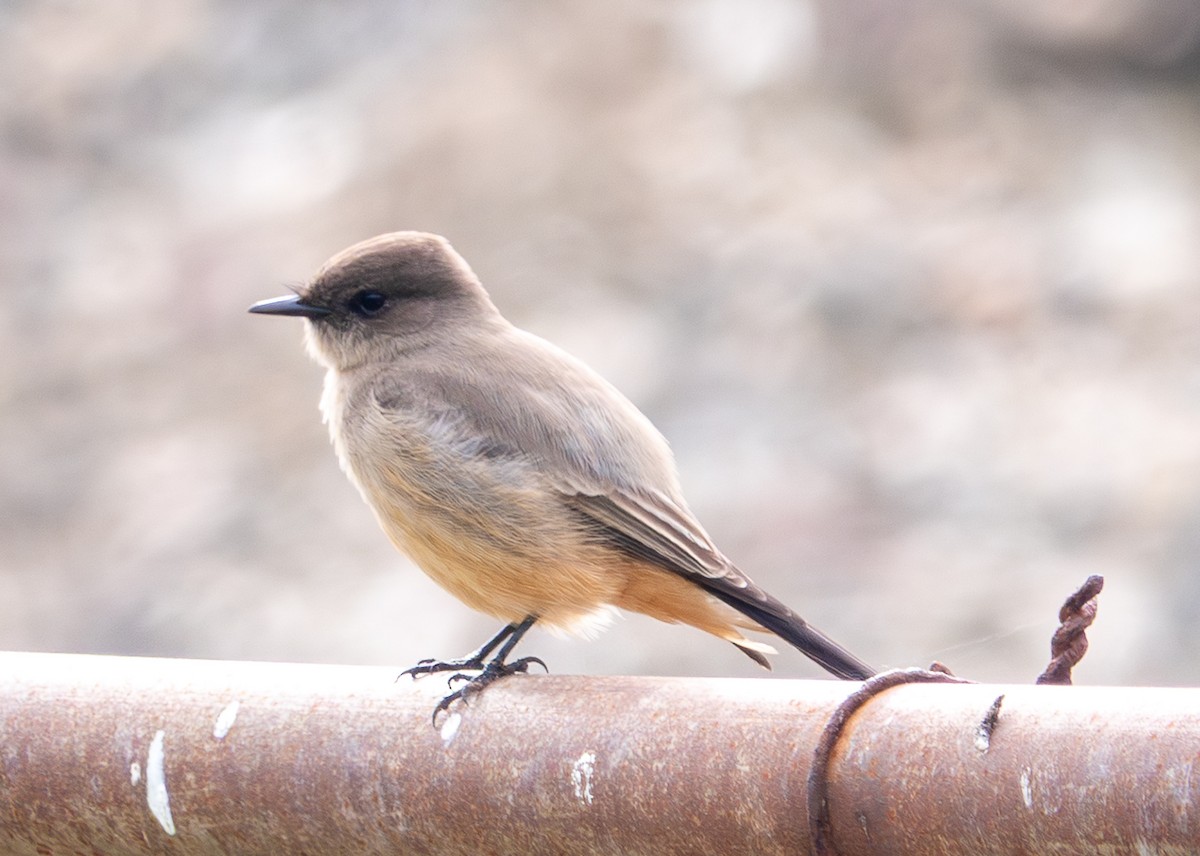 Say's Phoebe - ML646860928