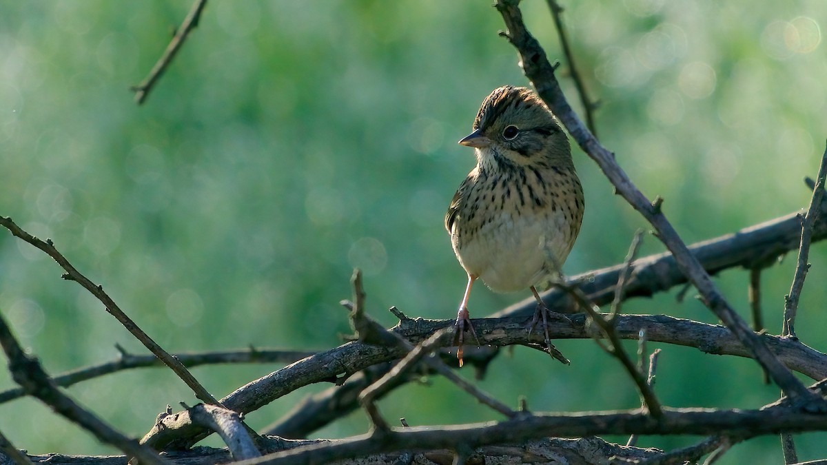 ヒメウタスズメ - ML646860932