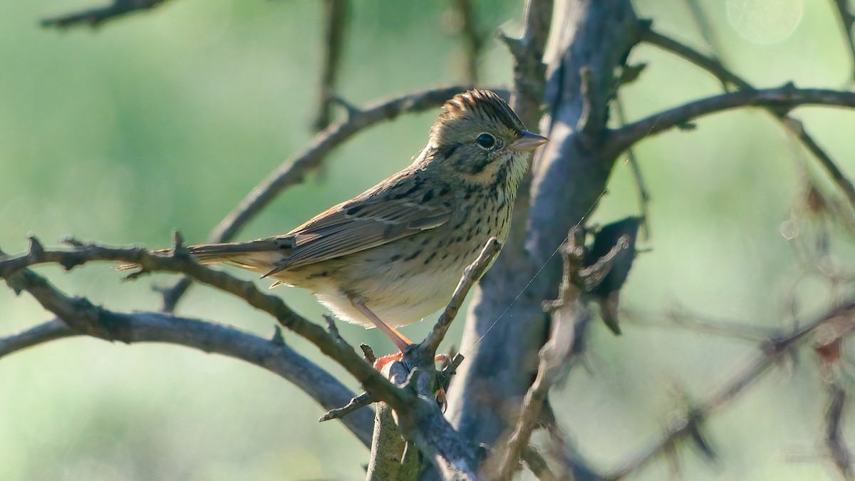 ヒメウタスズメ - ML646860933