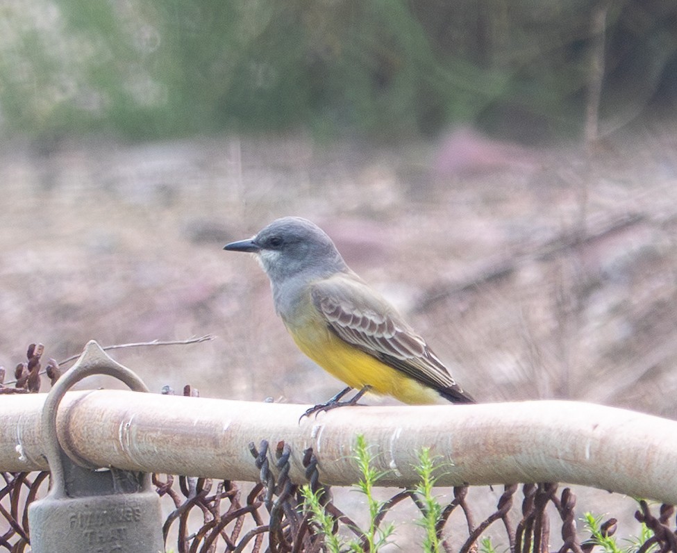 Cassin's Kingbird - ML646860934