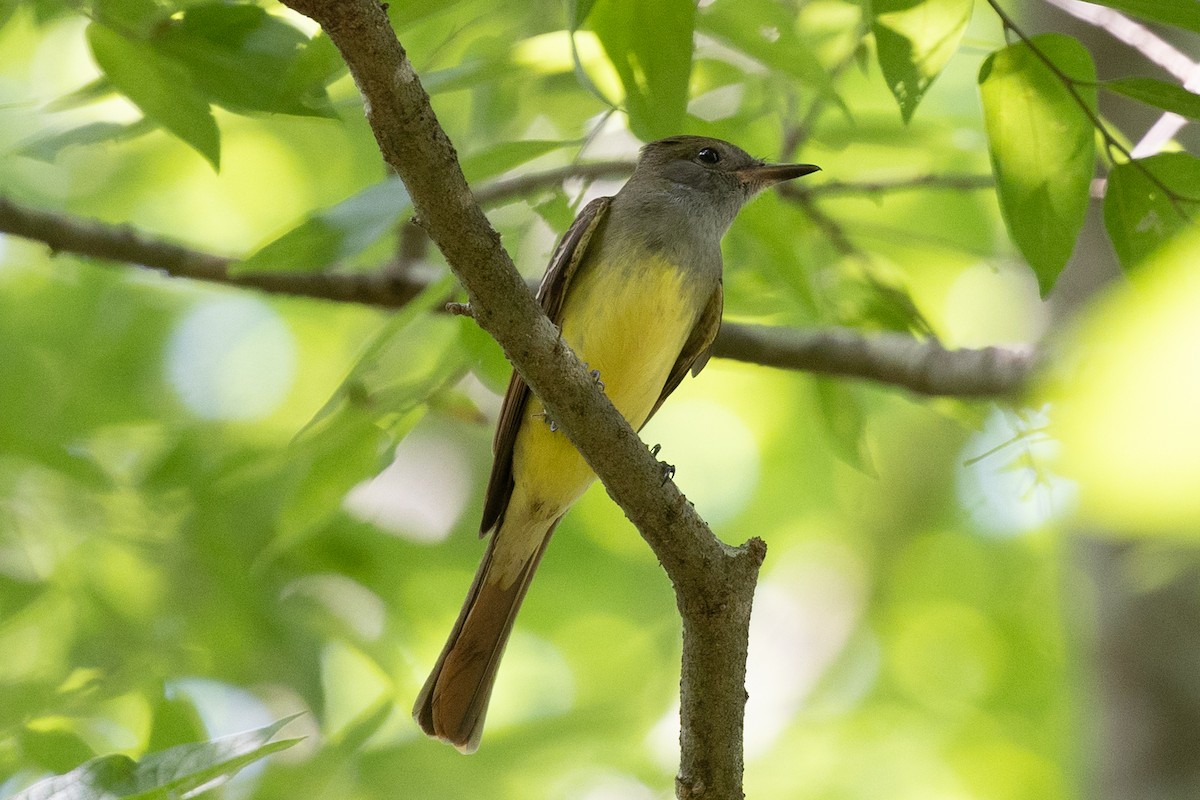 Great Crested Flycatcher - ML646860939