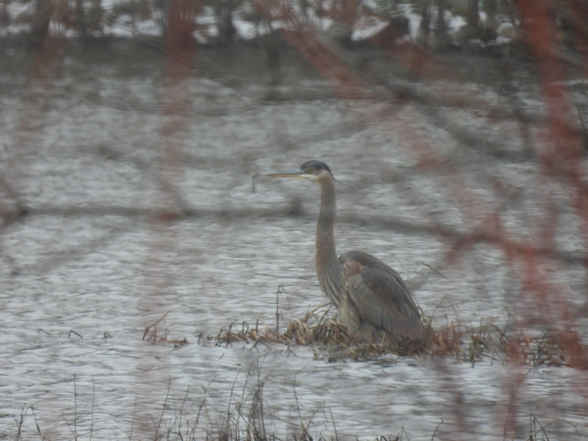 Kanadareiher - ML646860944