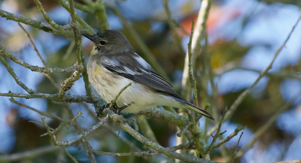 Taçlı Ötleğen - ML646860950