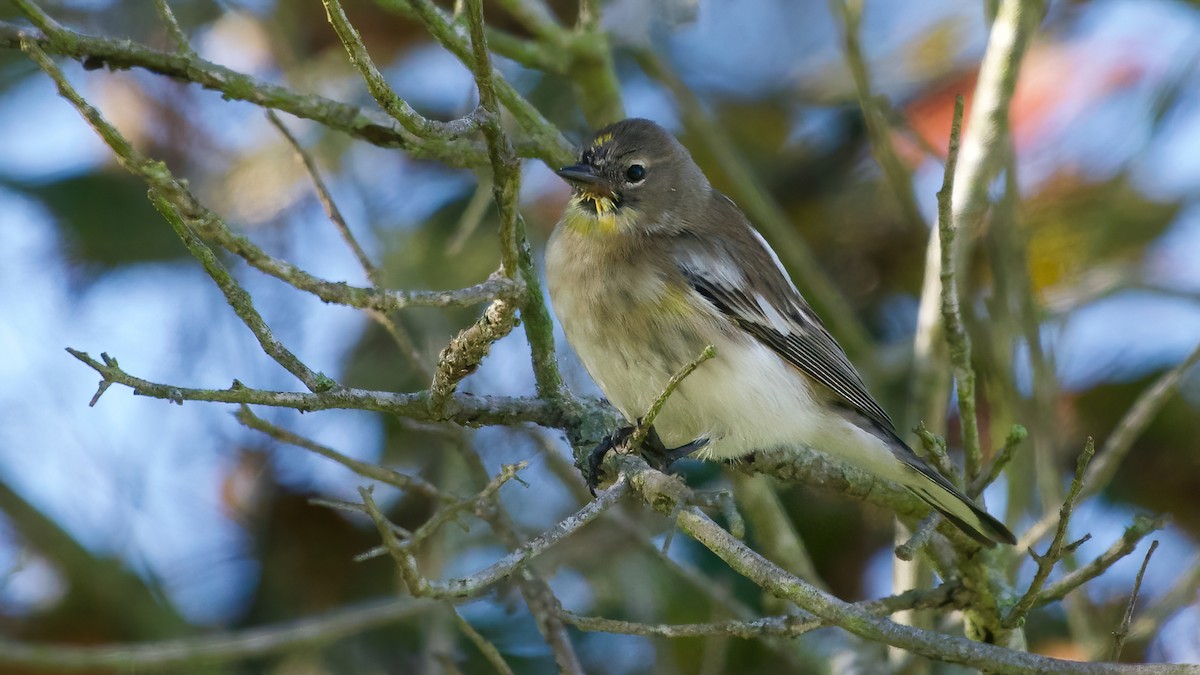 Taçlı Ötleğen - ML646860952