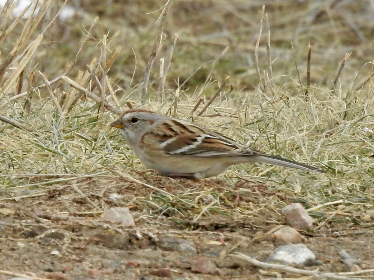 American Tree Sparrow - ML646860959