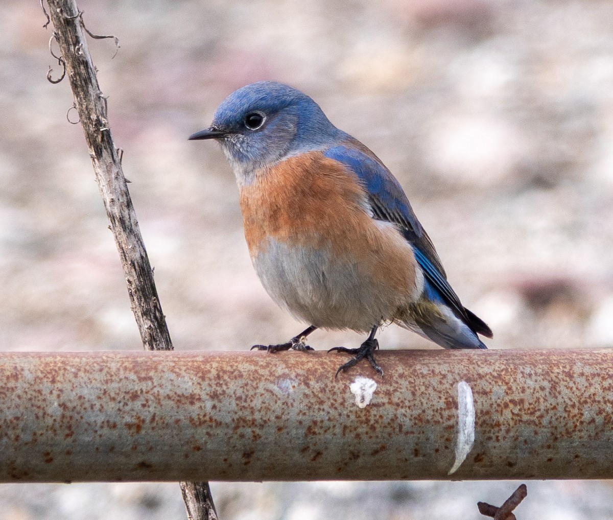 salašník západní - ML646860960