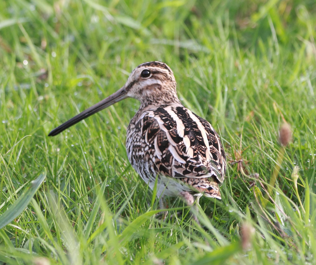 חרטומית ביצות - ML646860963