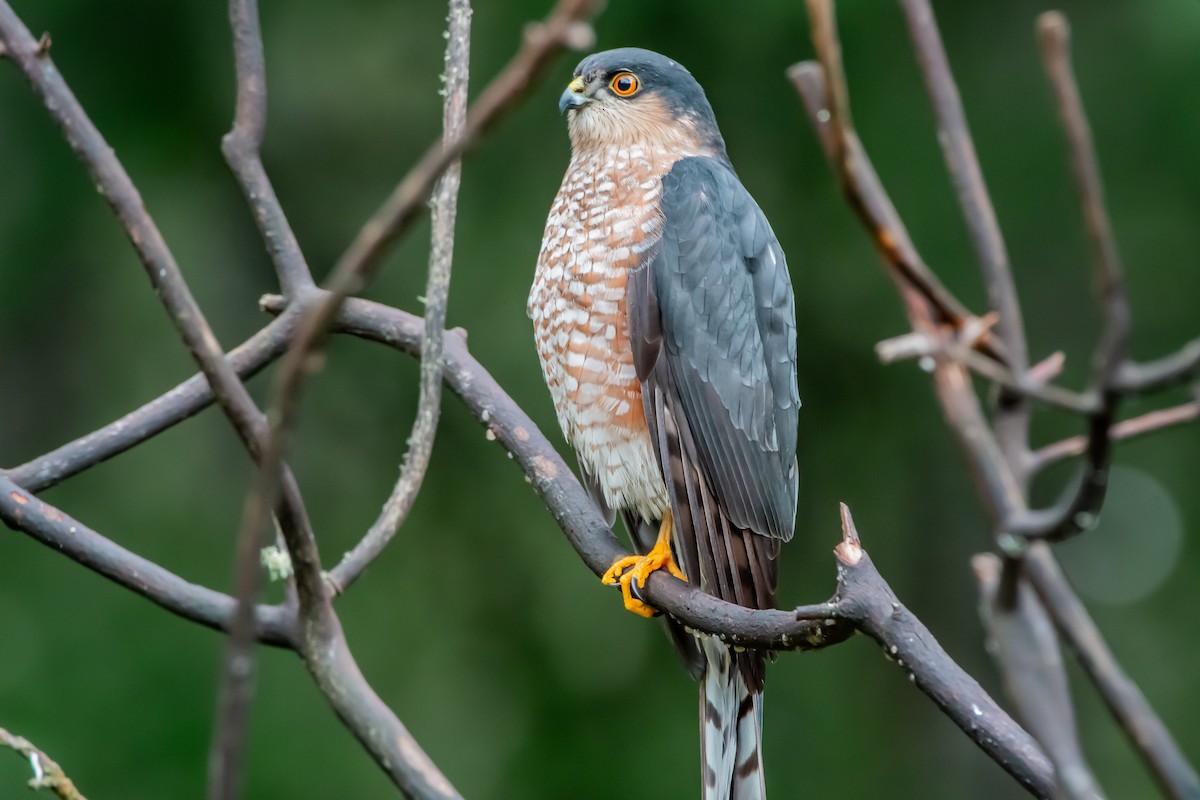 Sharp-shinned Hawk - ML646860964