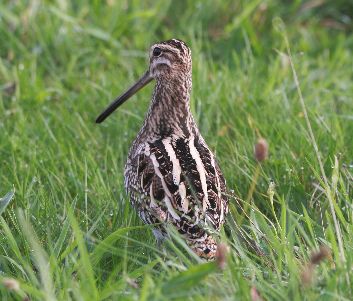 חרטומית ביצות - ML646860967