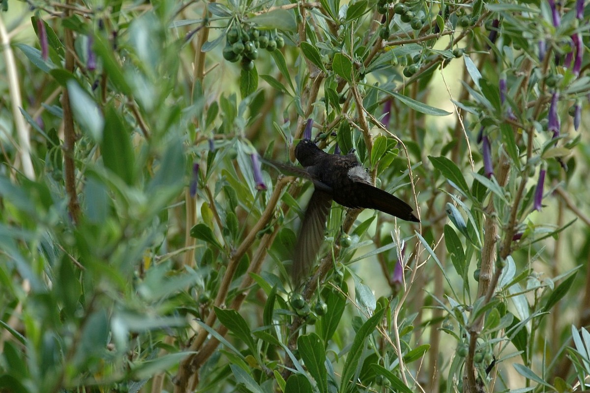 Black Metaltail - ML646860968