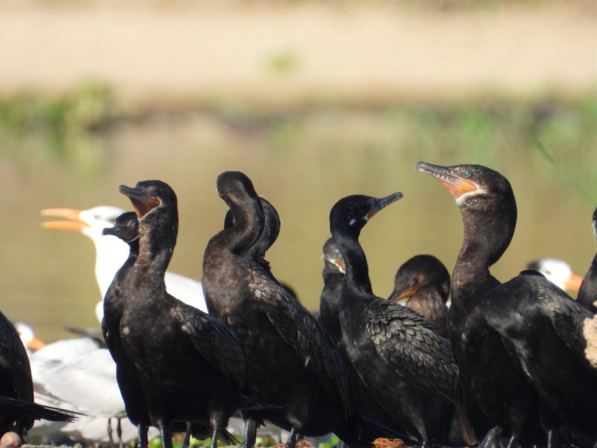Neotropic Cormorant - ML646860969