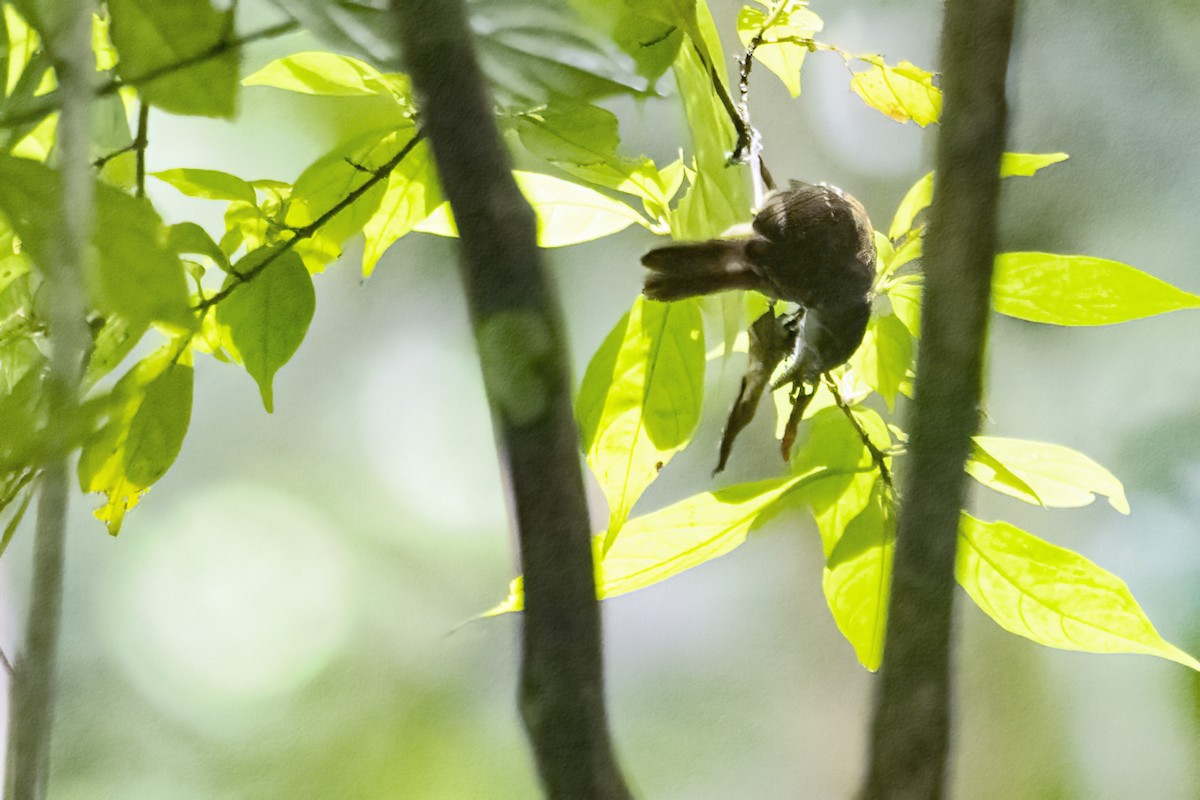 Hormiguerito Ventripardo - ML646860970