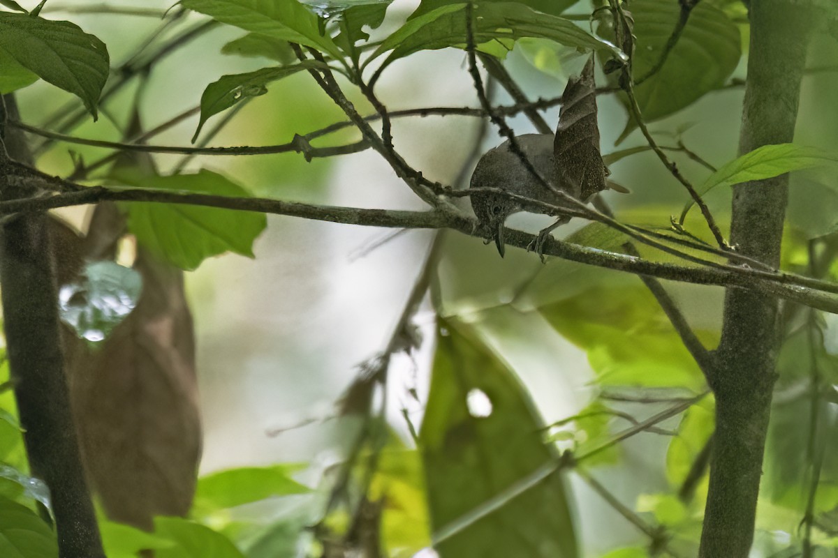 Hormiguerito Ventripardo - ML646860972