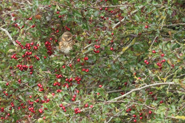 Redwing - ML646860974