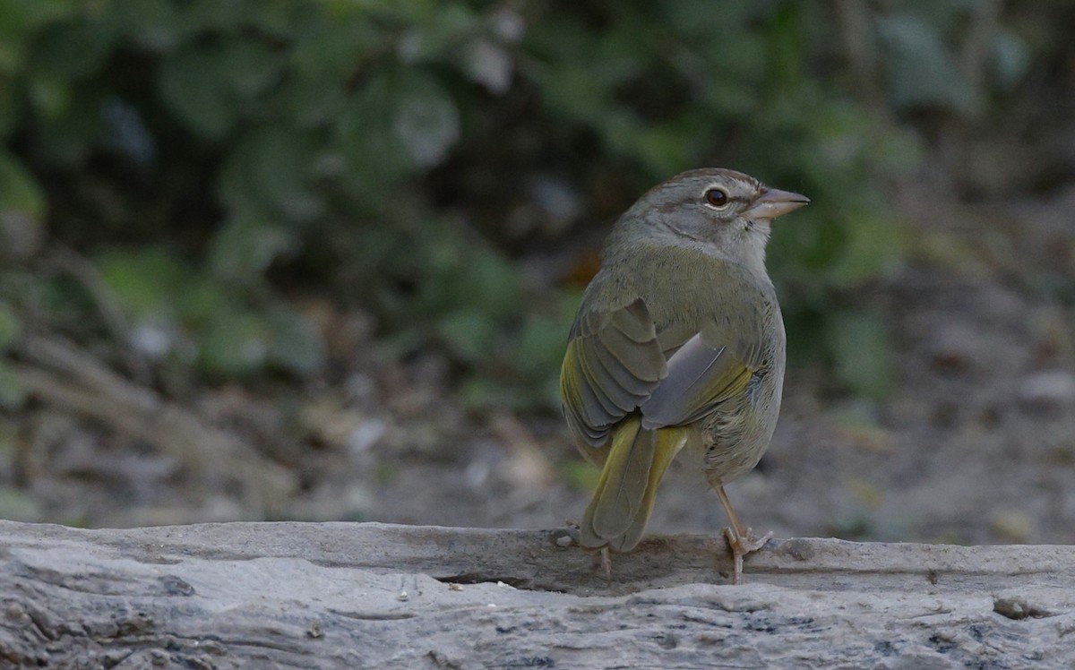 Cerquero Oliváceo - ML646860975