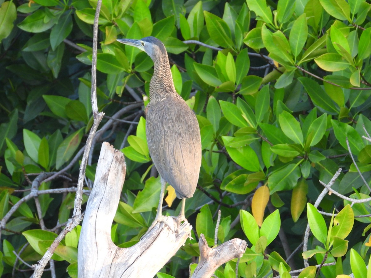 Bare-throated Tiger-Heron - ML646860978
