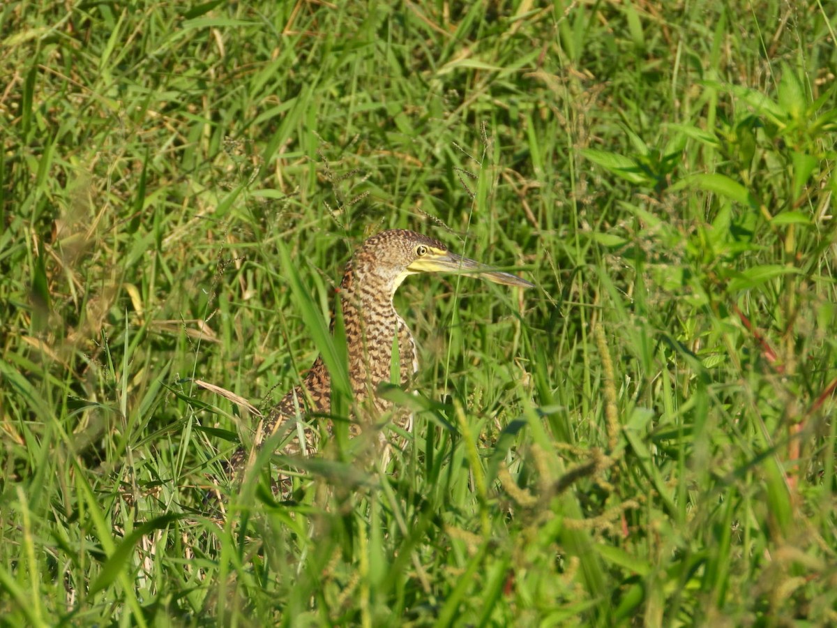 Bare-throated Tiger-Heron - ML646860979