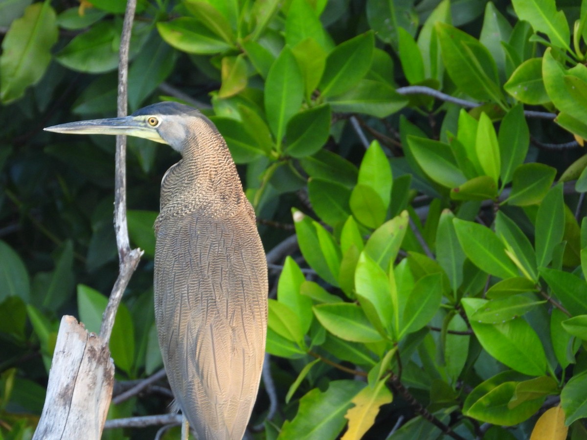 Bare-throated Tiger-Heron - ML646860980