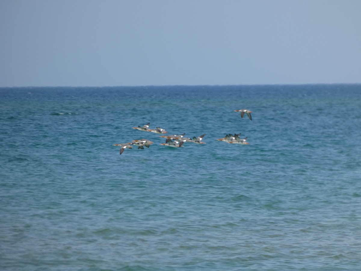 Common Merganser - ML646860982