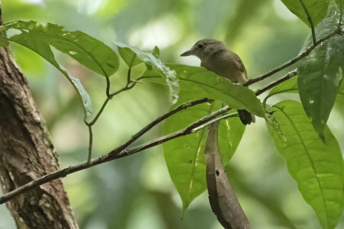 Batará Cinéreo - ML646860983