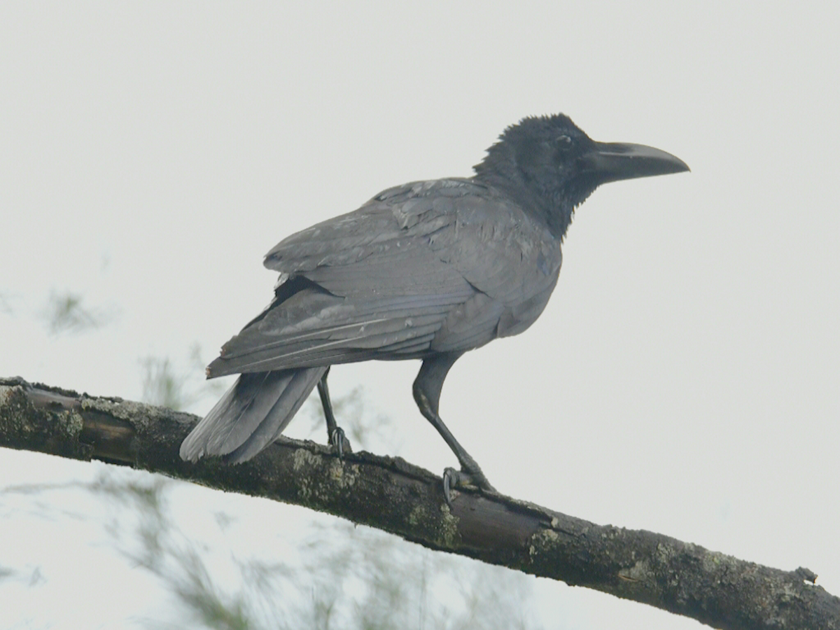 Large-billed Crow - ML646860984