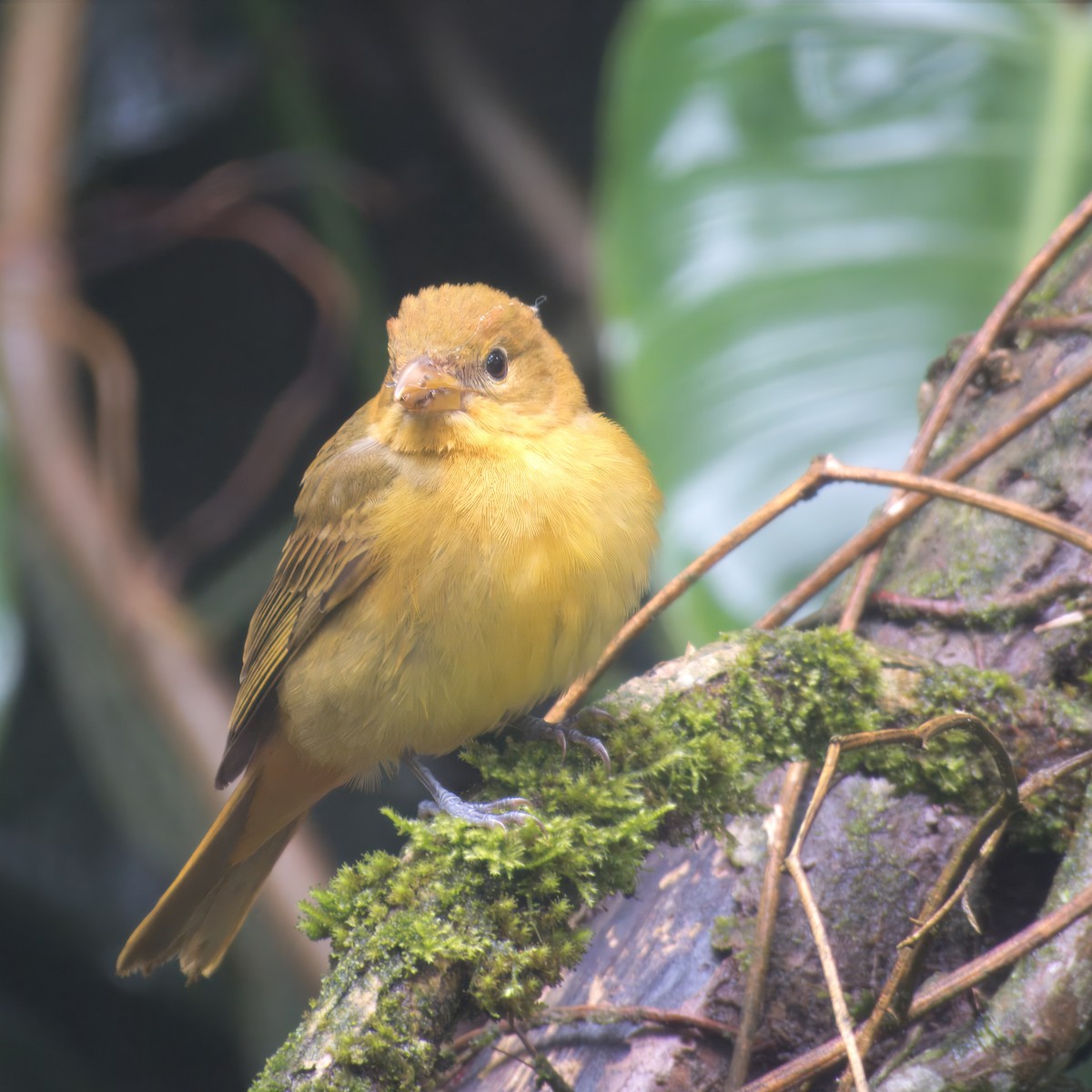 Piranga Roja - ML646860988