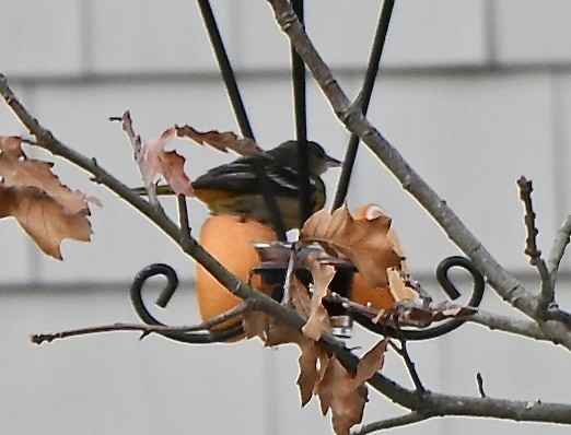 Baltimore Oriole - ML646860992