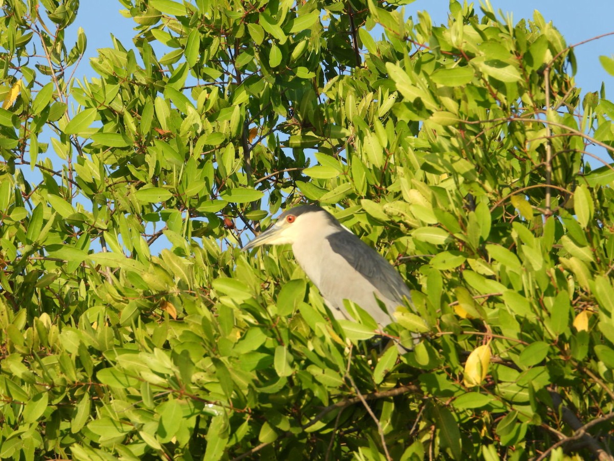Black-crowned Night Heron - ML646860995