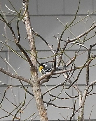 Yellow-throated Warbler - ML646860997