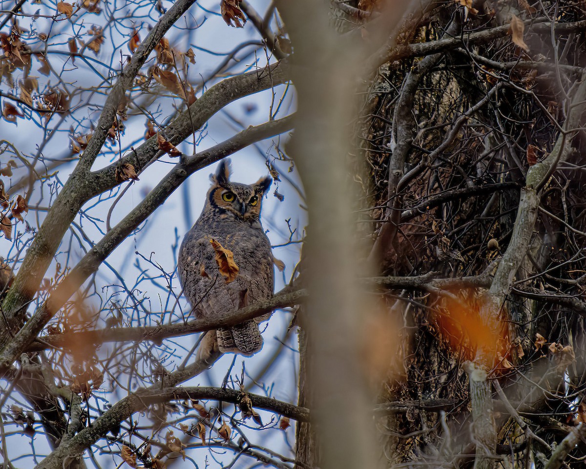 Hontz virginiarra - ML646860998