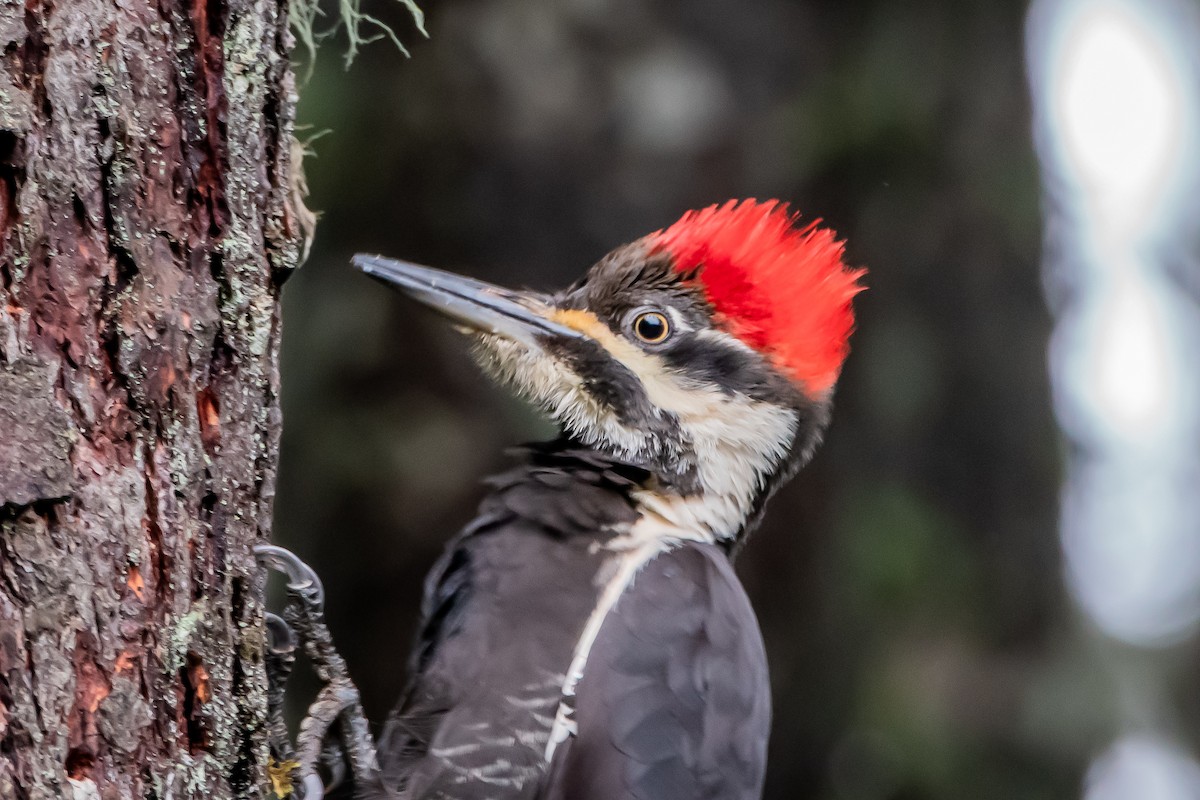 datel chocholatý - ML646861000