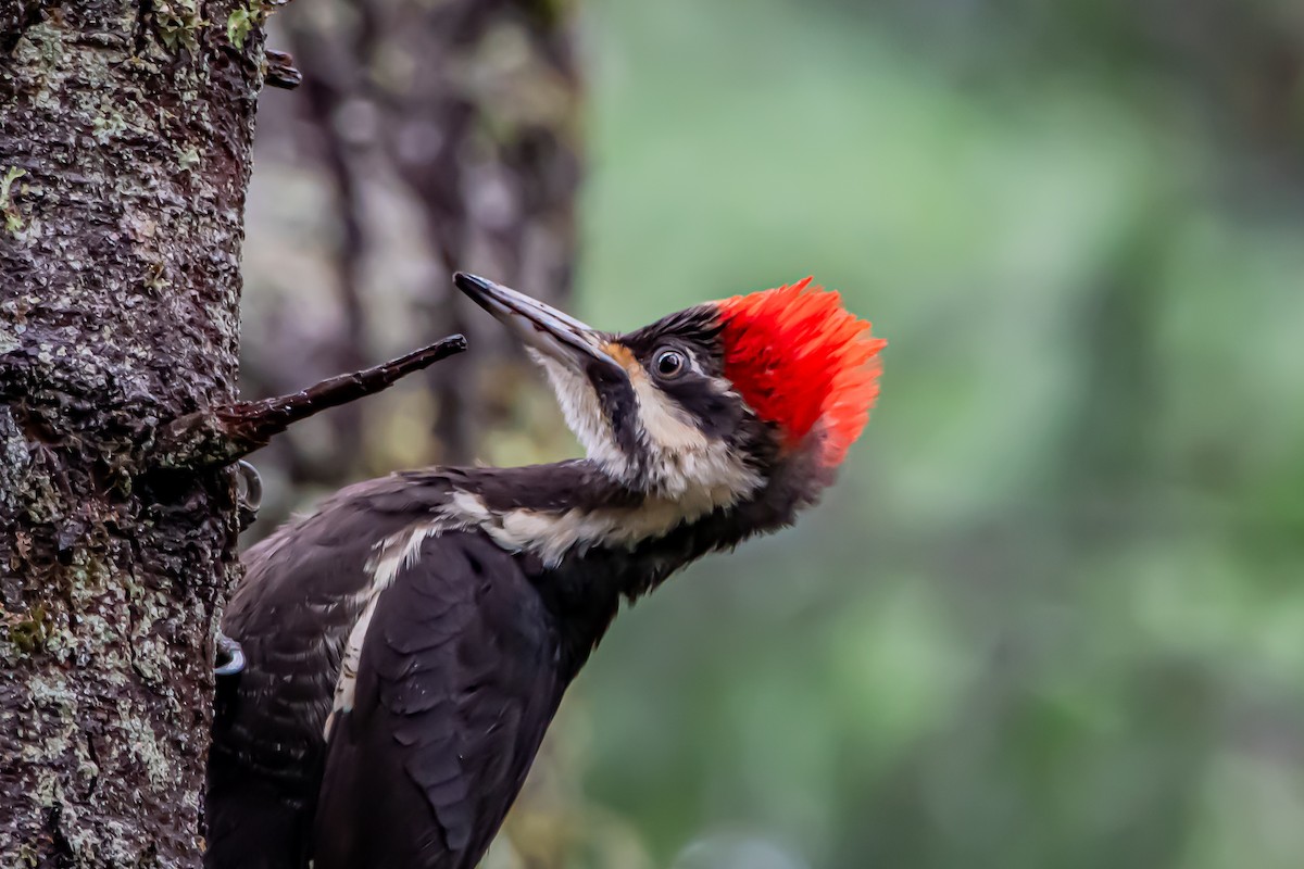 datel chocholatý - ML646861001