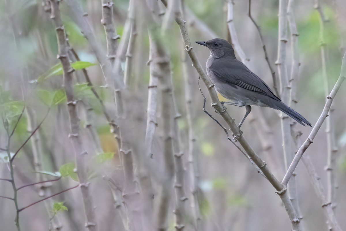 Zorzal Piquinegro - ML646861002