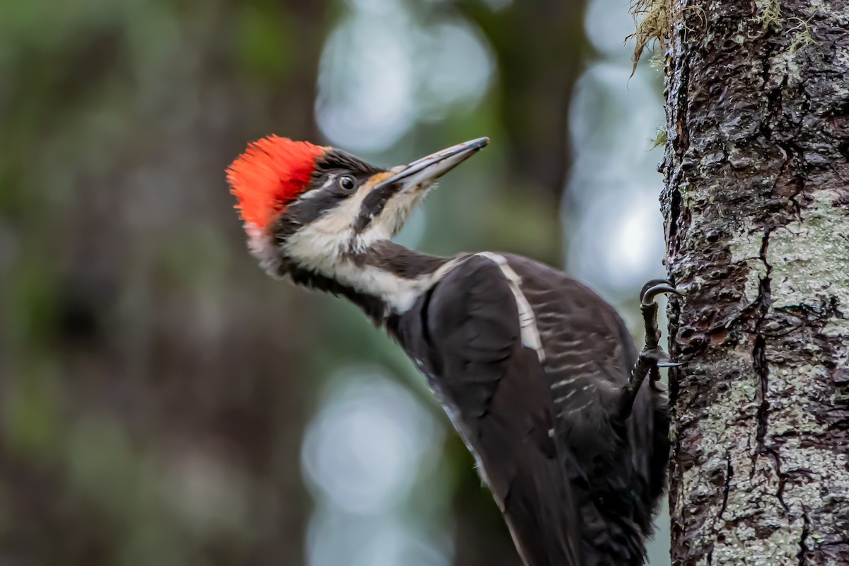 datel chocholatý - ML646861004